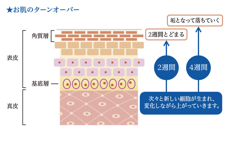 お肌のターンオーバー